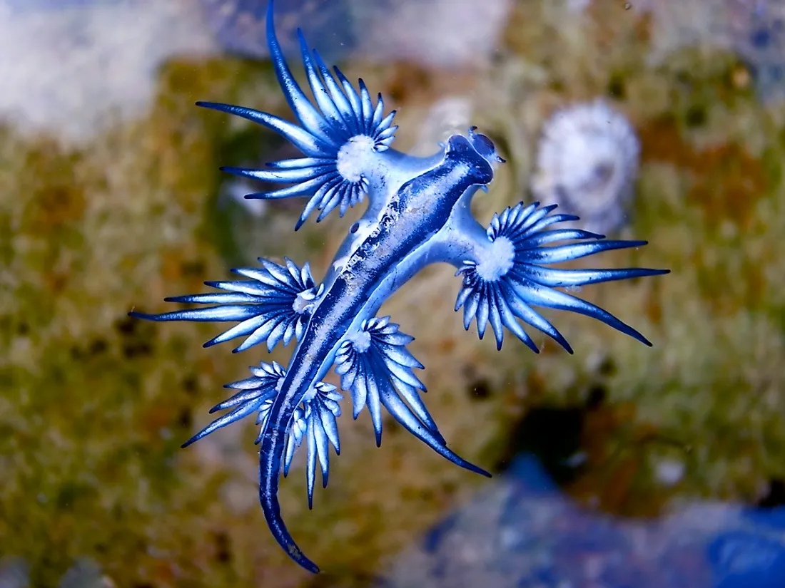 Blue Glaucus